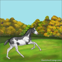 Horse Color:Blue Roan Splash Frame Snowflake Varnish 