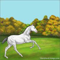 Horse Color:White Spotted Blue Roan Splash Appaloosa 