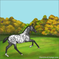 Horse Color:Blue Roan Near Leopard 