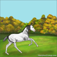 Horse Color:Blue Roan Splash Appaloosa 