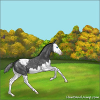 Horse Color:Blue Roan Splash Appaloosa 