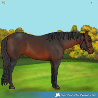 Horse Color:Brown 