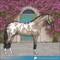 Horse Color:Liver Red Dun Appaloosa Brindle 