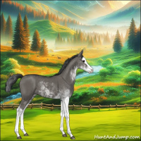 Horse Color:Grullo Sabino Splash
