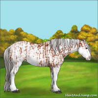 Horse Color:Bay Sabino Rabicano  and Bay Sabino Splash Rabicano 