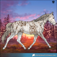 Horse Color:White Spotted Chocolate Palomino Sabino Rabicano  and Perlino Sabino Rabicano 