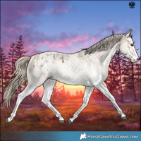 Horse Color:White Spotted Chocolate Palomino Sabino Rabicano  and Perlino Sabino Rabicano 