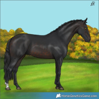Horse Color:Brown 