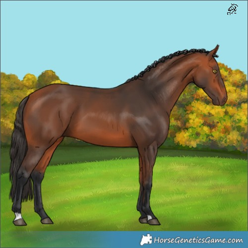 Horse Color:Bay 