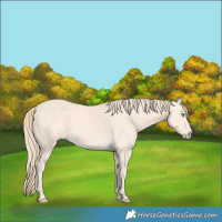 Horse Color:Perlino 