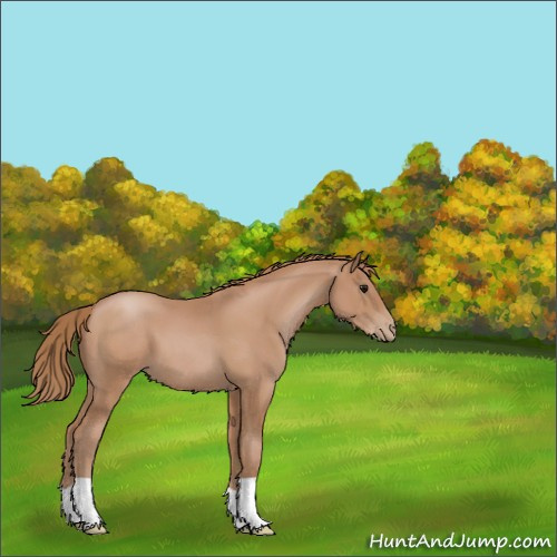 Horse Color:Black Pearl 