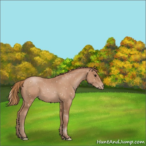 Horse Color:Black Pearl Appaloosa 