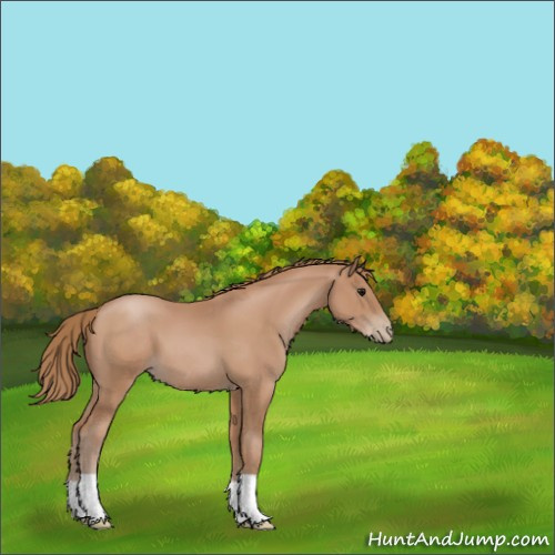 Horse Color:Black Pearl 