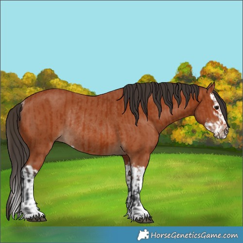 Horse Color:Bay Sabino Rabicano  and Bay Sabino Splash Rabicano 