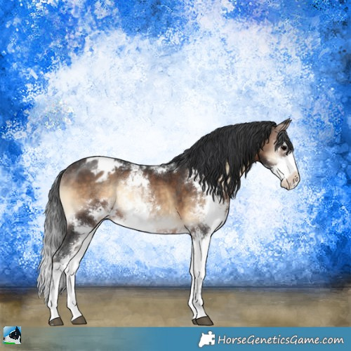 Horse Color:Brown Onyx Sabino Appaloosa Rabicano 