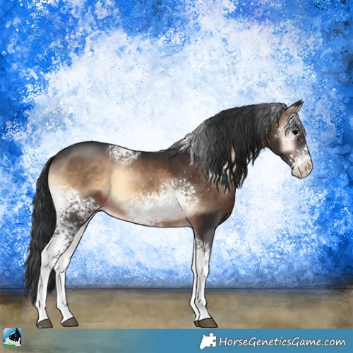 Horse Color:White Spotted Brown Onyx Sabino 