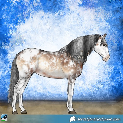 Horse Color:Brown Onyx Sabino Rabicano 