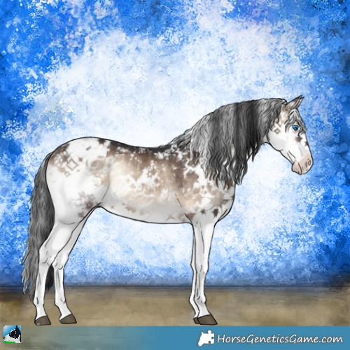 Horse Color:Brown Onyx Sabino Splash Rabicano 