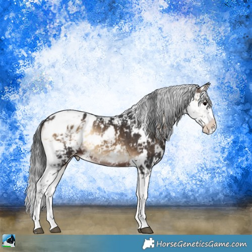 Horse Color:Brown Onyx Sabino Appaloosa 