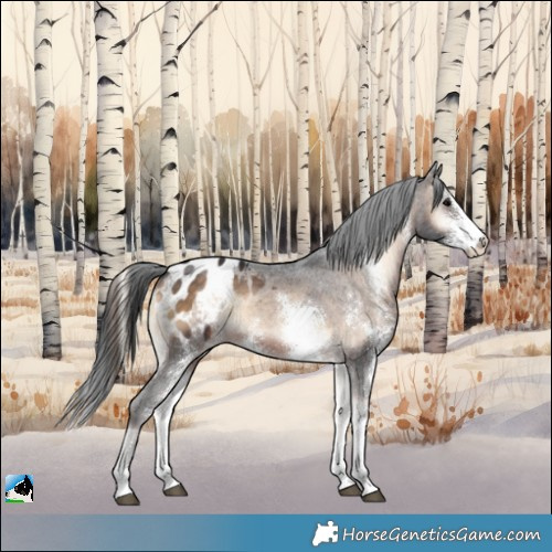 Horse Color:Brown Onyx Sabino Appaloosa Rabicano 