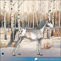 Horse Color:Brown Onyx Sabino Appaloosa Rabicano