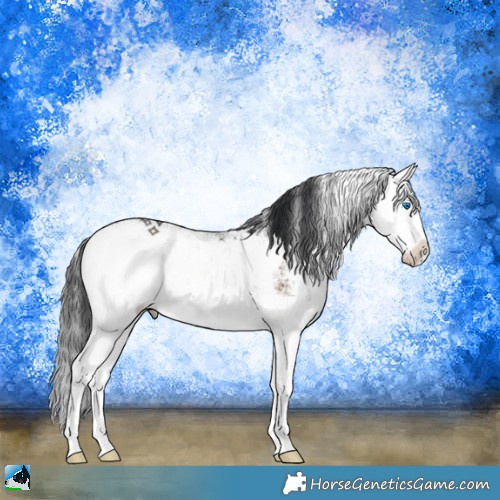 Horse Color:Bay Onyx Sabino Splash Rabicano 