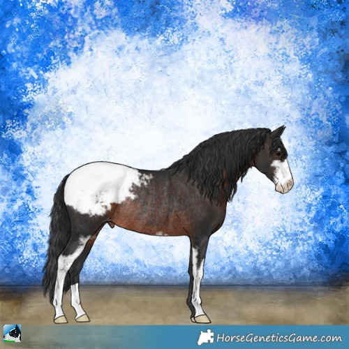 Horse Color:Brown Sabino Appaloosa Rabicano 