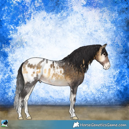 Horse Color:Buckskin Ice Onyx Sabino Appaloosa Rabicano 