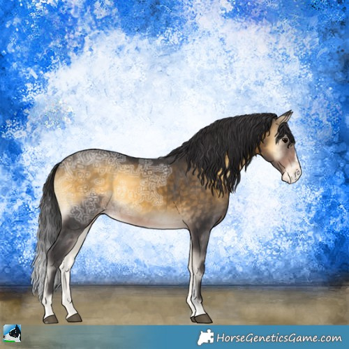 Horse Color:Buckskin Ice Onyx Sabino Appaloosa Rabicano 