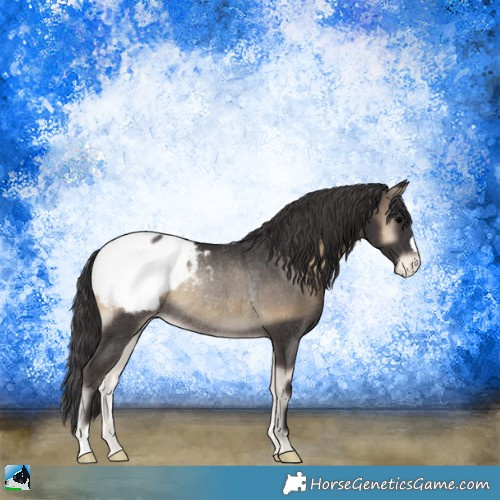 Horse Color:Smoky Blue Onyx Appaloosa Rabicano 