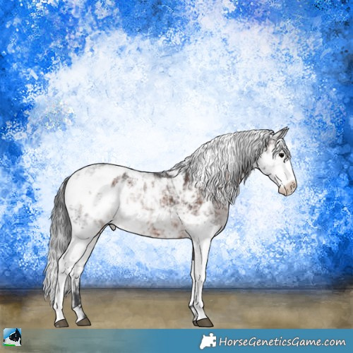 Horse Color:Brown Ice Sabino Appaloosa Rabicano 