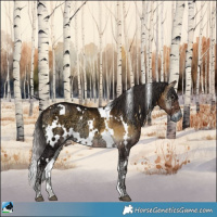 Horse Color:White Spotted Buckskin Ice Onyx Rabicano 