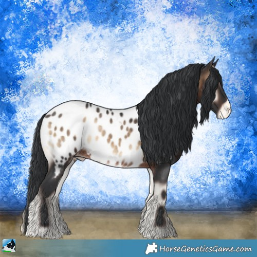 Horse Color:Brown Onyx Appaloosa Rabicano 