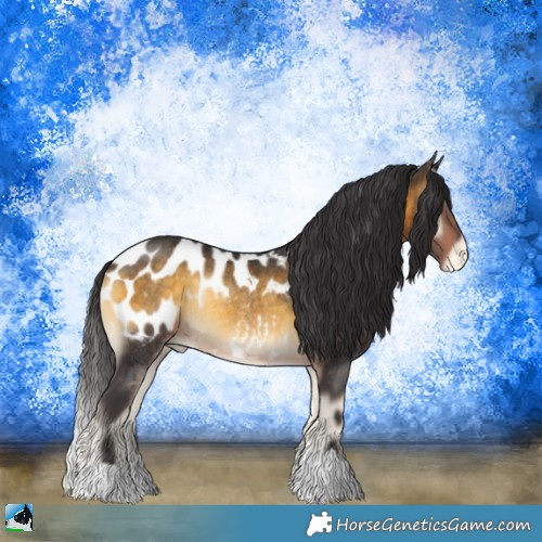 Horse Color:Buckskin Onyx Appaloosa Rabicano 