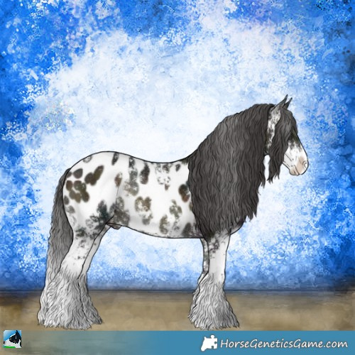 Horse Color:Midnight Buckskin Ice Onyx Sabino Appaloosa Rabicano 
