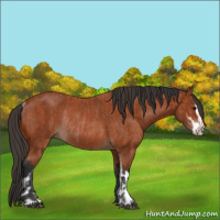 Horse Color:Bay Sabino Rabicano  and Bay Sabino Rabicano 