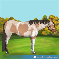 Horse Color:Bay Dun Sabino Rabicano and Bay Dun Sabino Rabicano