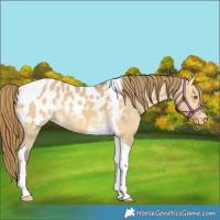 Horse Color:Buckskin Dun Tobiano Appaloosa