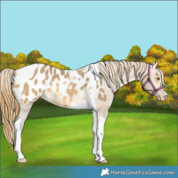 Horse Color:Buckskin Dun Tobiano Blanket 