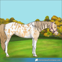 Horse Color:Buckskin Dun Tobiano Appaloosa