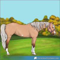 Horse Color:Silver Bay Dun