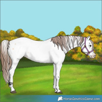 Horse Color:Bay Dun Fewspot