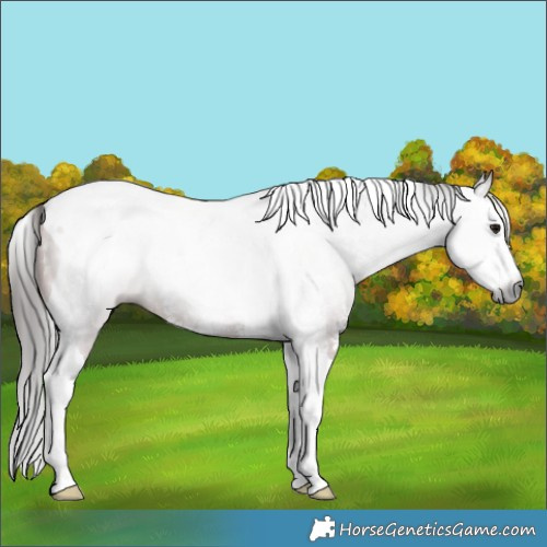 Horse Color:Gray Bay Sabino Splash Tobiano Rabicano 