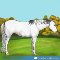 Horse Color:Gray Bay Sabino Splash Tobiano Rabicano 
