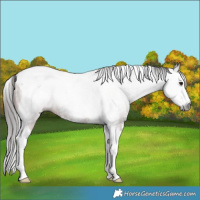 Horse Color:Gray Bay Sabino Splash Tobiano Rabicano 