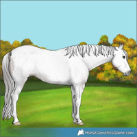 Horse Color:Gray Bay Sabino Splash Tobiano Rabicano 