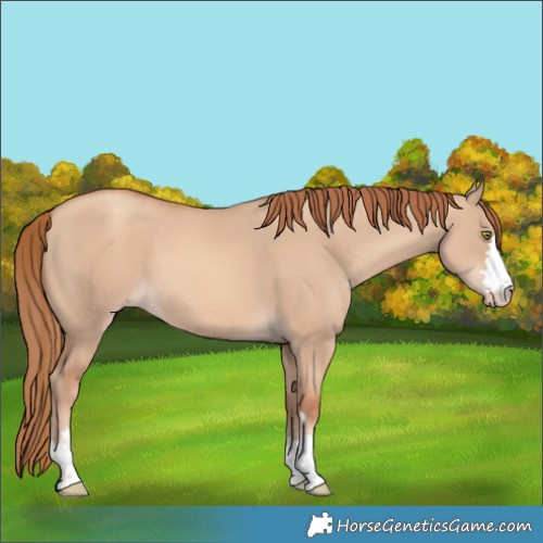 Horse Color:Gold Champagne Dun 
