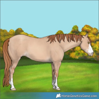 Horse Color:Gold Champagne Dun 