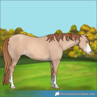 Horse Color:Gold Champagne Dun 