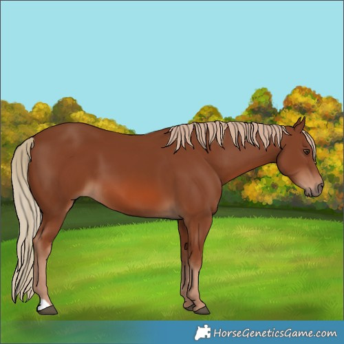 Horse Color:Chestnut 